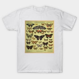 Foreign Entomologist Science Poster T-Shirt